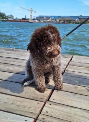 Lagotto Romagnolo Welpen - Vienna Dogs, Puppies