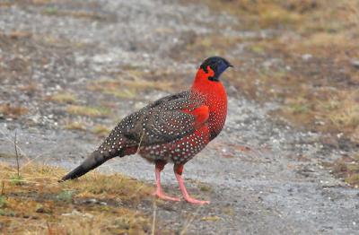 Himalayan Birding Tours | Bird Watching In Jim Corbett National Park		