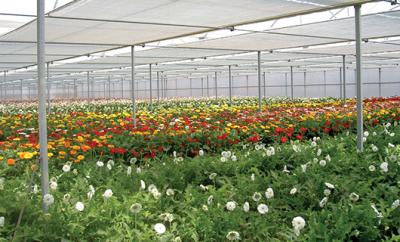 Beat the Heat, Boost Your Yield: The Benefits of Shade Nets in Greenhouses - Mysore Home & Garden