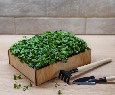 Get Our Microgreens Home Kit for Fresh Greens - Gujarat Home & Garden