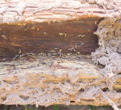 Termite Treatment Adelaide - Perth Maintenance, Repair