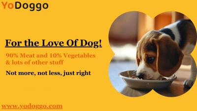 Yodoggo: Elevating Dog Care with Perfect Dog Food - Singapore Region Dogs, Puppies