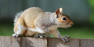 Suwanee Squirrel Trapping Services: Reclaim Your Home From Rodents