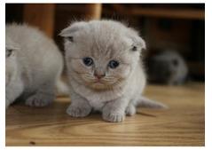 Home Trained Scottish Fold kittens looking for a good and caring home. - Sharjah Cats, Kittens