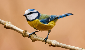 Best Time To Visit Texel Netherlands | Birdwatching In Texel