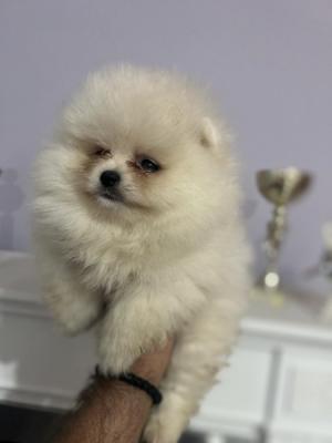 Pomeranians, puppies of top bloodlines and beauty - Vienna Dogs, Puppies