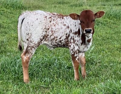 Buy The Quality Texas Longhorn Heifers For Sale - Other Other
