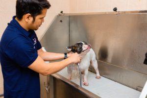 Luxury Pet Grooming in Dubai: Treat Your Furry Friend - Dubai Animal, Pet Services