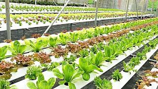 Enhancing Crop Quality And Quantity: Progressive Hydroponic Agriculture Workshop In Hyderabad - Hyderabad Other