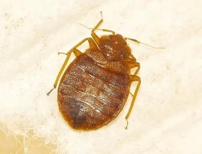 Bed Bug Removal in Nova - Other Other