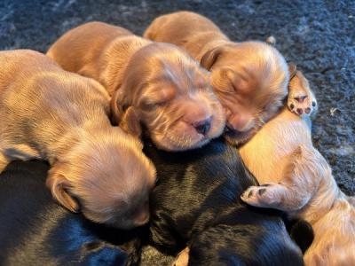 English Cocker Spaniel puppies - Vienna Dogs, Puppies