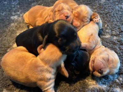 English Cocker Spaniel puppies - Vienna Dogs, Puppies