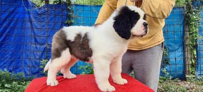   Saint Bernard Puppies for Sale