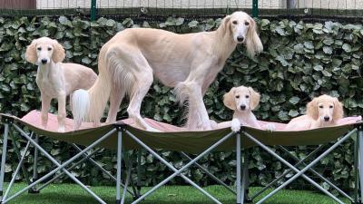  Saluki Puppies available 