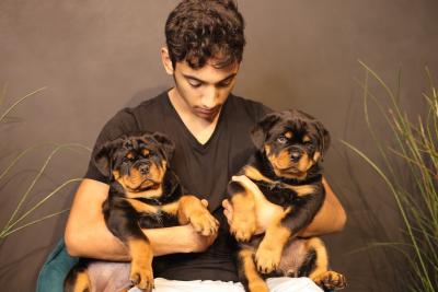  Rottweiler Puppies Available for sale 