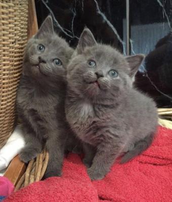   Russian Blue Kittens For Sale 