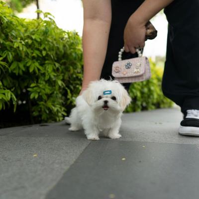    Teacup Maltese Puppies for sale 