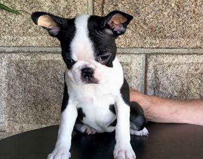   Boston Terrier Puppies For New Homes  - Sharjah Dogs, Puppies