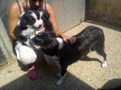    Border Collie pups for Adoption Ready  - Sharjah Dogs, Puppies