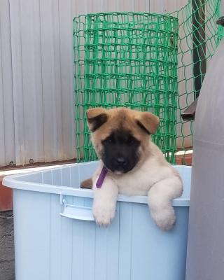   Akita Puppies Available Now For Sale  - Dubai Dogs, Puppies