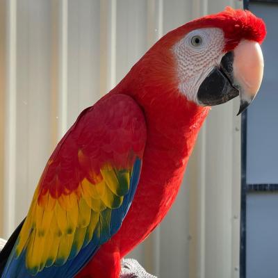   Scarlet Macaw Parrots for sale  - Sharjah Birds