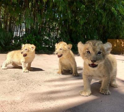   Lion Cubs for sale - Sharjah Other
