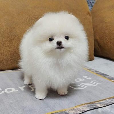  Pomeranian puppies available for sale 
