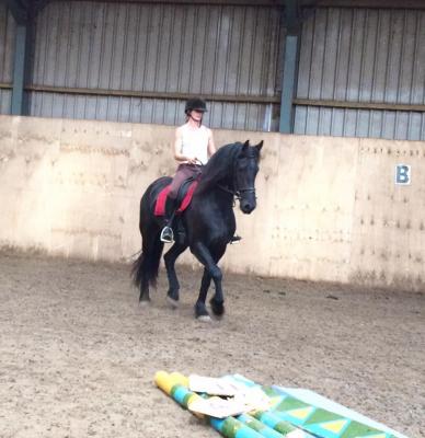  5 year old dream Friesian Horse for sale 