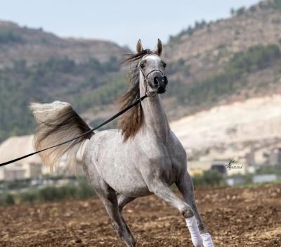  Pure white Arabian Mare! exotic white Silk horse
