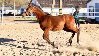   Registered purebred Arabian Horses for sale 