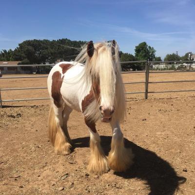   Gypsy Vanner Horse For Sale Male and Female - Dubai Other