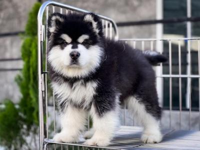  Alaskan Malamute Puppies Available