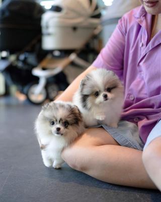  Pomsky Puppies Available - Sharjah Dogs, Puppies