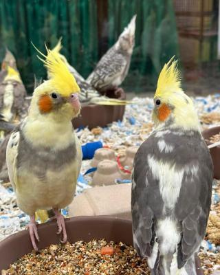   Adorable Cockatiel Male and Female Available  - Dubai Birds