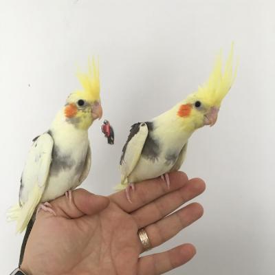   Adorable Cockatiel Male and Female Available  - Dubai Birds