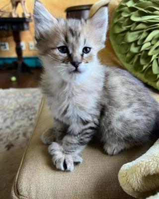  Stunning Pixie-bob Kitten For Re-homing. - Sharjah Cats, Kittens