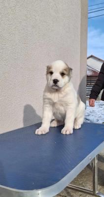   Central Asian Ovtcharka Puppies  - Dubai Dogs, Puppies