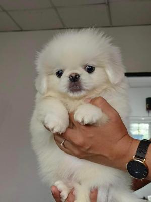  Adorable purebred Pekingese Puppies Available 