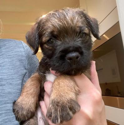   Male And Female Border terrier Available