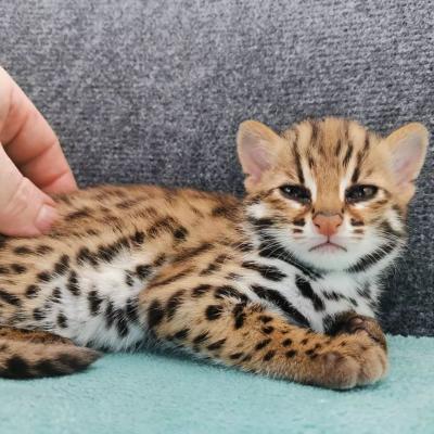  Lovely Ocelot Cats, Male And Females - Dubai Cats, Kittens