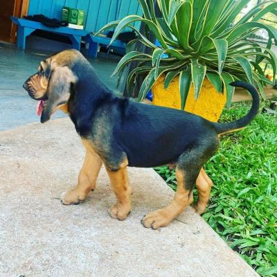   Healthy and quality guaranteed Blood hound puppies  - Dubai Dogs, Puppies