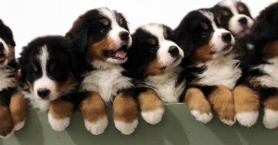  Bernese Mountain Dog Puppies - Sharjah Dogs, Puppies