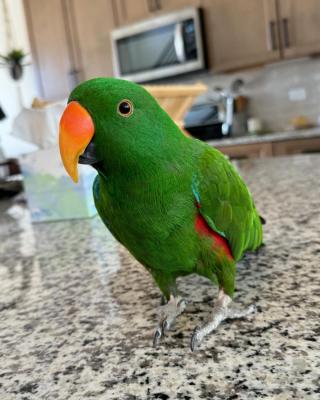   Eclectus Parrots For Sale - Sharjah Birds