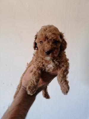 A poodle - Vienna Dogs, Puppies