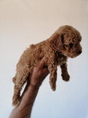 A poodle - Vienna Dogs, Puppies