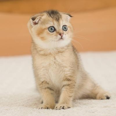   Scottish Fold Kittens for sale  - Kuwait Region Cats, Kittens