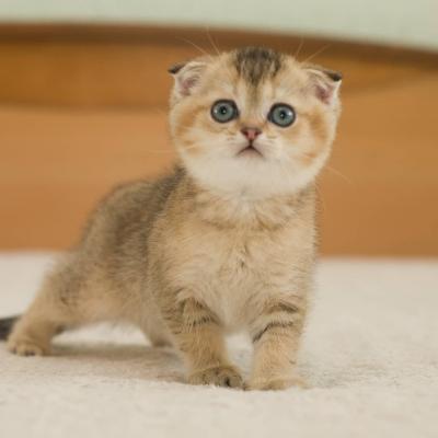   Scottish Fold Kittens for sale  - Kuwait Region Cats, Kittens