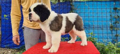   Saint Bernard Puppies for Sale - Kuwait Region Dogs, Puppies