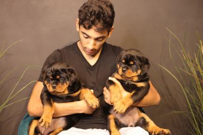  Rottweiler Puppies Available for sale  - Kuwait Region Dogs, Puppies