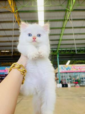   Persian kittens Available for Sale  - Kuwait Region Cats, Kittens